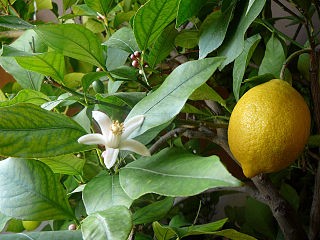 lemon tree.jpg